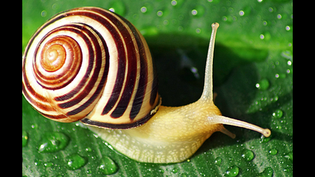 green, nature, leaf, snail